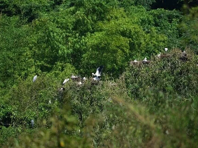 Schwarm weißer Vögel, die im Blätterdach üppig grüner Bäume nisten