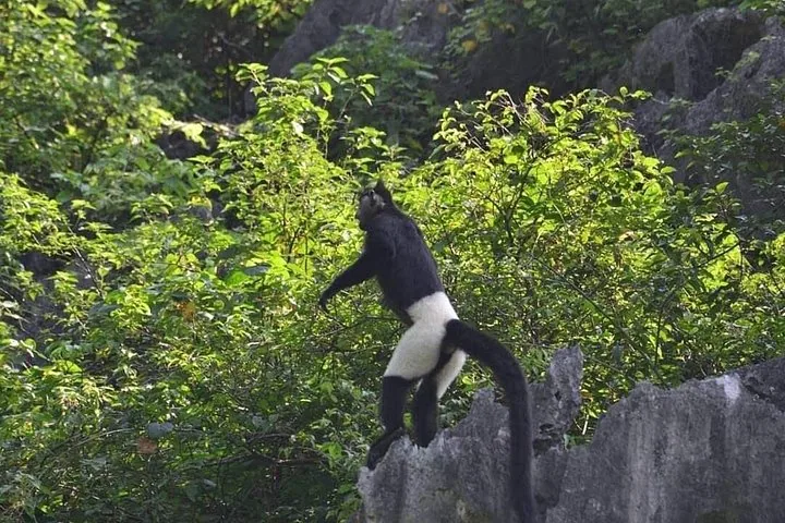 Ein schwarz-weißer Delacour-Langur steht auf einem Felsen inmitten grünen Blattwerks