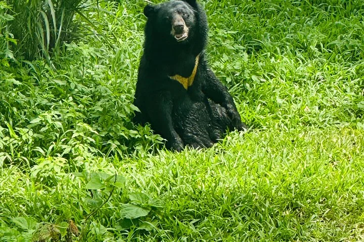 Un ours noir d'Asie assis bien droit dans de hautes herbes vertes