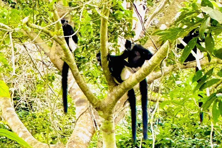 Deux langurs de Delacour assis haut dans les branches d'un arbre feuillu