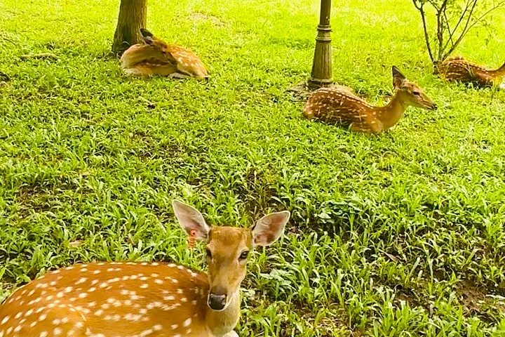 Mehrere gefleckte Hirsche ruhen auf einer grasbewachsenen Wiese in einem Park.