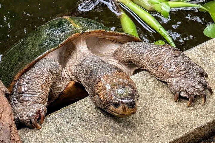 Große Schildkröte, die ihre Vorderbeine auf einem Betonvorsprung über dem Wasser ruhen lässt.